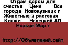 Отдам даром для счастья. › Цена ­ 1 - Все города, Новокузнецк г. Животные и растения » Кошки   . Ненецкий АО,Нарьян-Мар г.